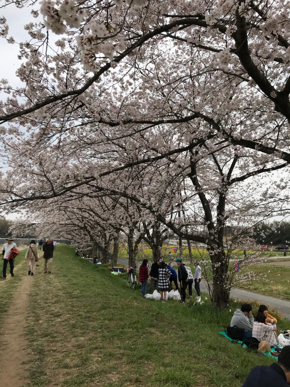 リポーターお花見おすすめスポット情報 桜開花 花見情報 ウェザーニュース