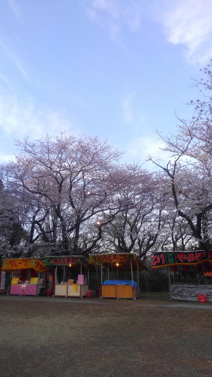 リポーターお花見おすすめスポット情報 桜開花 花見情報 ウェザーニュース