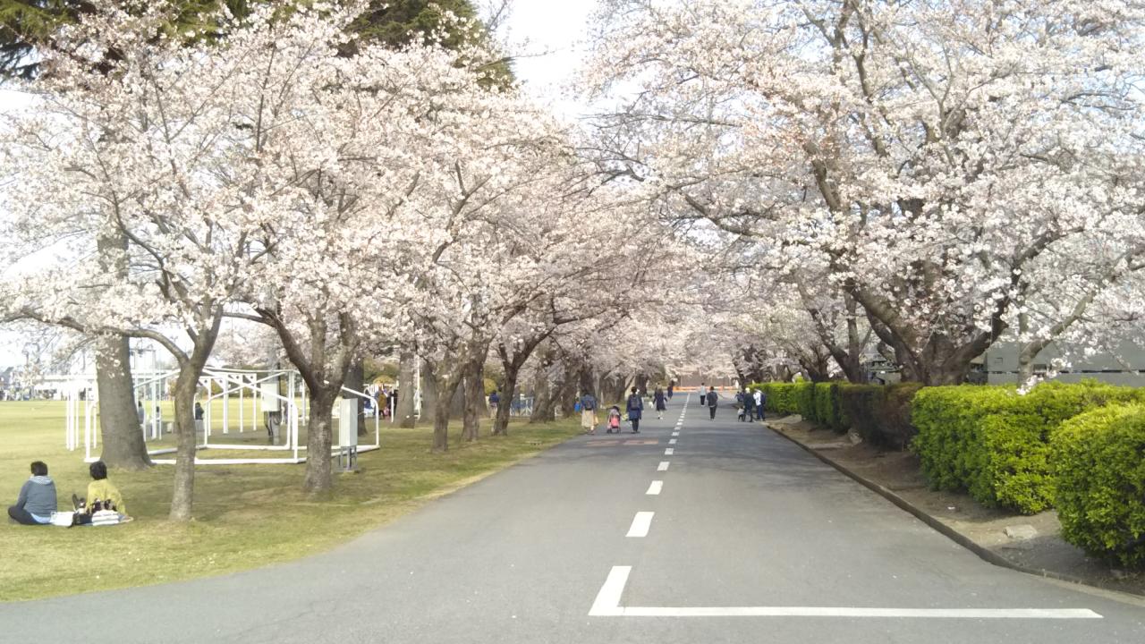 リポーターお花見おすすめスポット情報 桜開花 花見情報 ウェザーニュース リポーターお花見おすすめスポット情報 桜開花 花見情報 ウェザーニュース