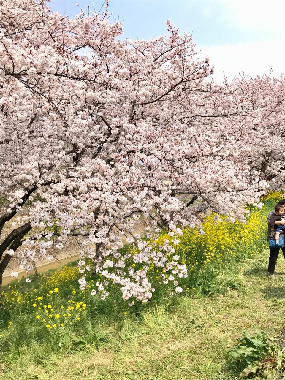 リポーターお花見おすすめスポット情報 桜開花 花見情報 ウェザーニュース