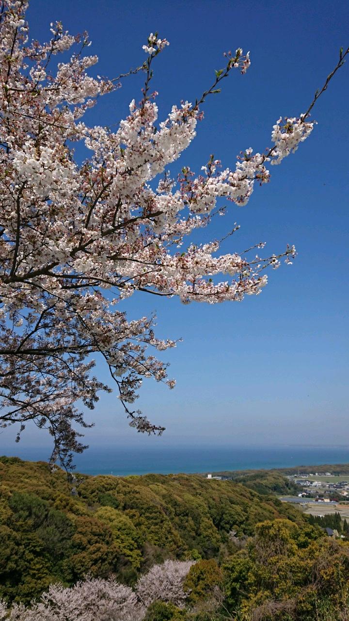 リポーターお花見おすすめスポット情報 桜開花 花見情報 ウェザーニュース