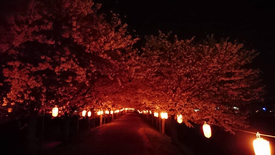 リポーターお花見おすすめスポット情報 桜開花 花見情報 ウェザーニュース