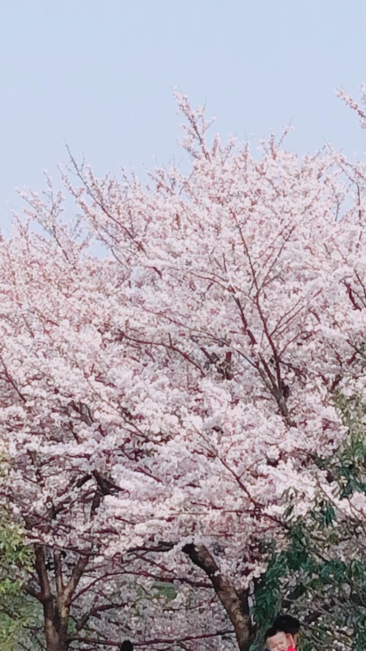 リポーターお花見おすすめスポット情報 桜開花 花見情報 ウェザーニュース