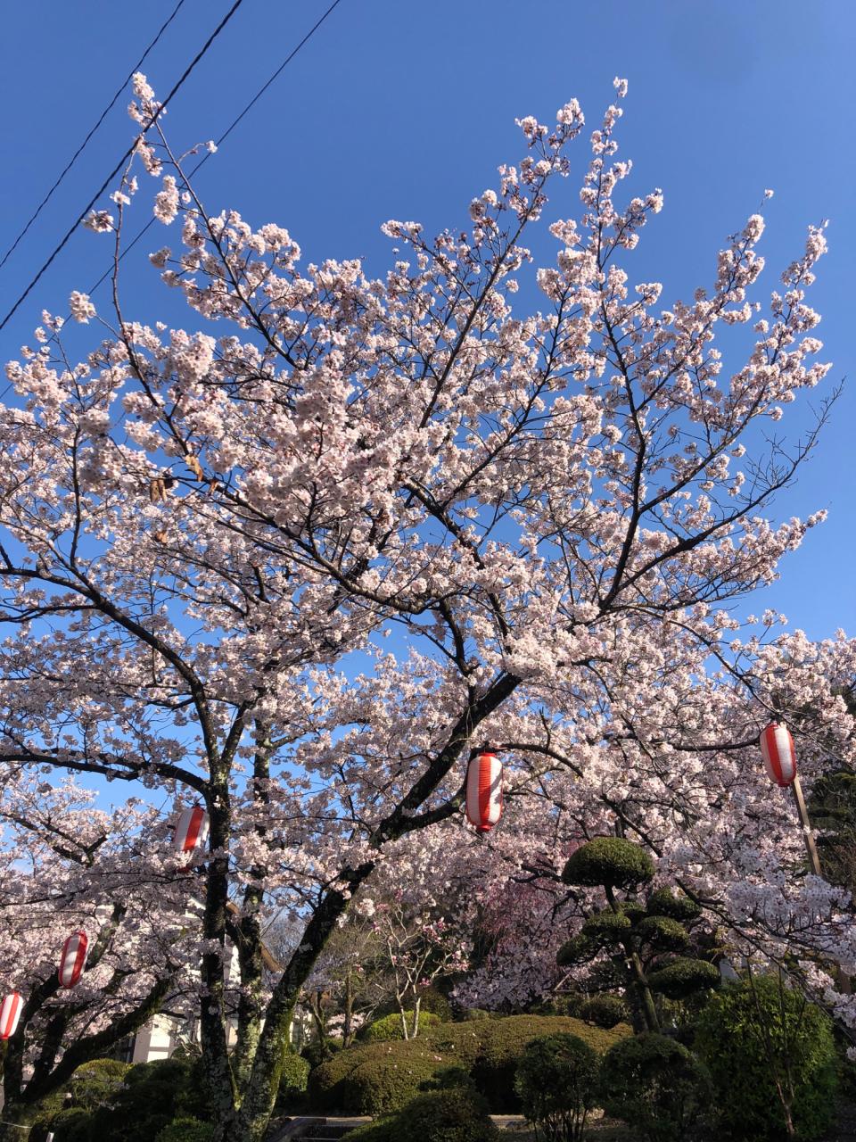 リポーターお花見おすすめスポット情報 桜開花 花見情報 ウェザーニュース