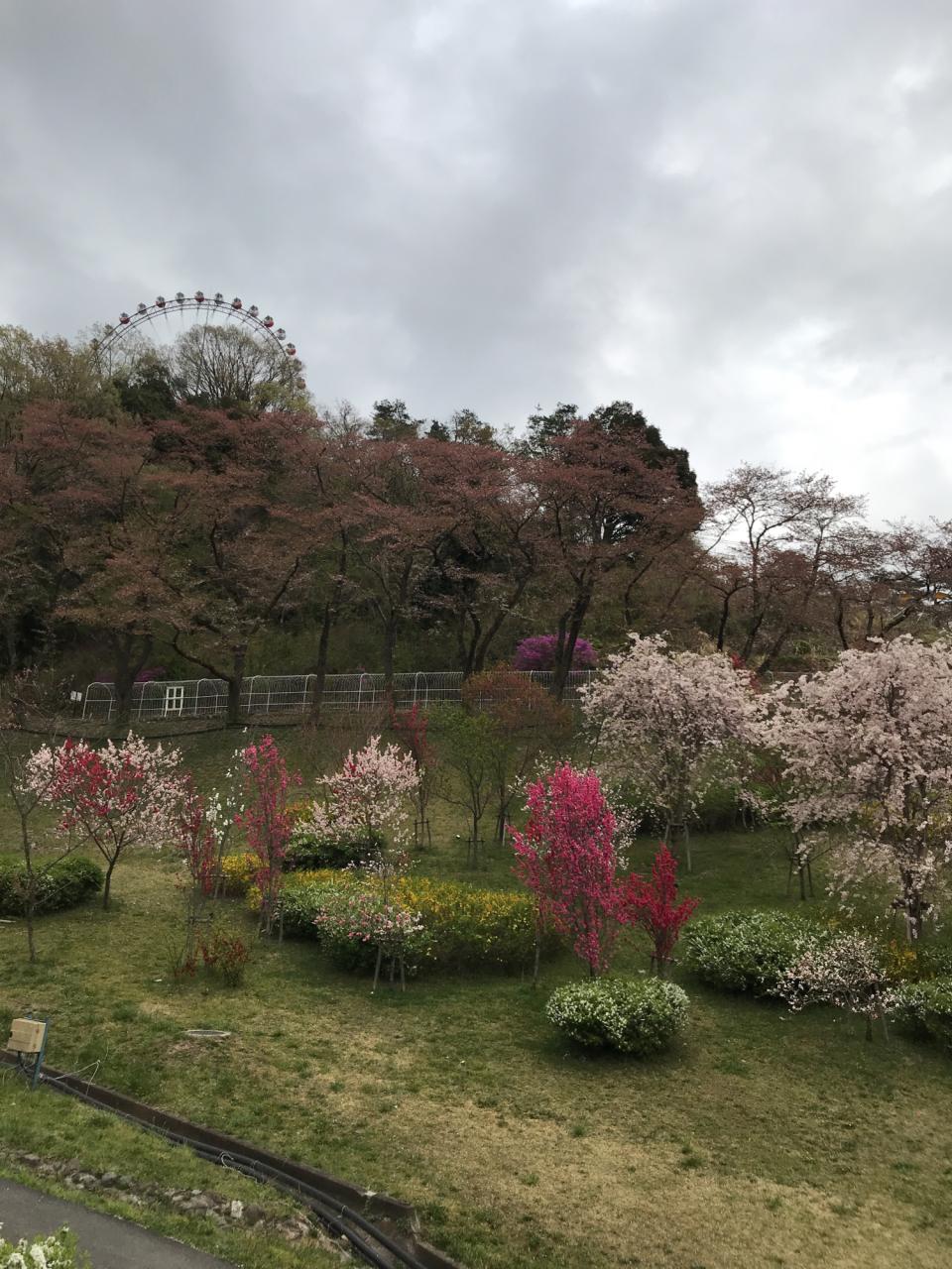 リポーターお花見おすすめスポット情報 桜開花 花見情報 ウェザーニュース リポーターお花見おすすめスポット情報 桜開花 花見情報 ウェザーニュース