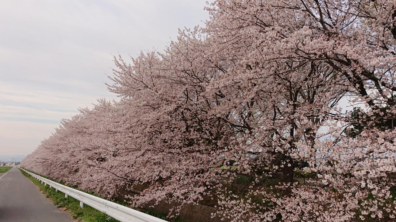 リポーターお花見おすすめスポット情報 桜開花 花見情報 ウェザーニュース