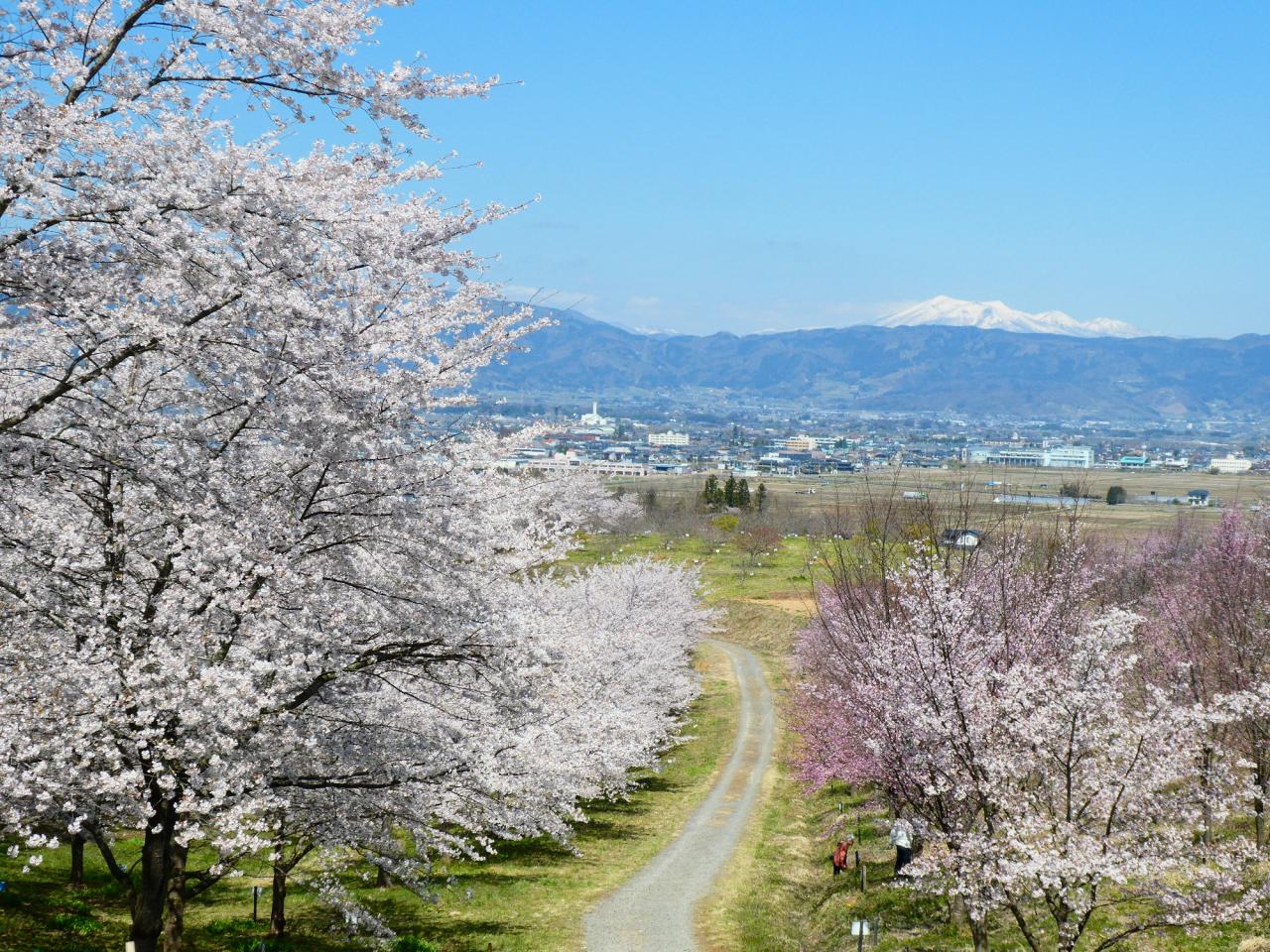 リポーターお花見おすすめスポット情報 桜開花 花見情報 ウェザーニュース