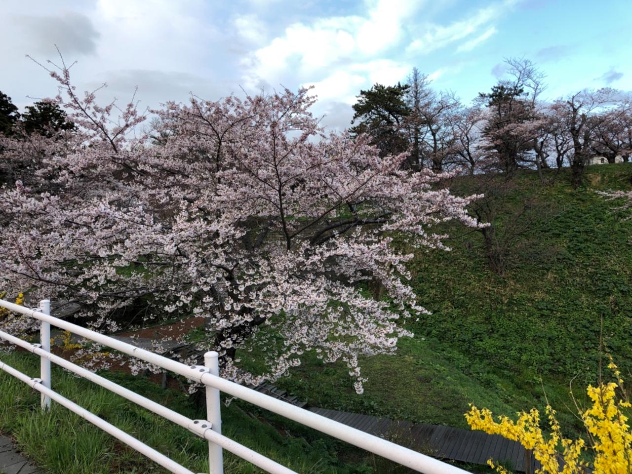 リポーターお花見おすすめスポット情報 桜開花 花見情報 ウェザーニュース