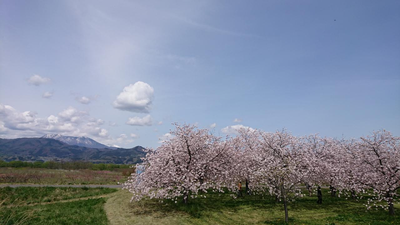 リポーターお花見おすすめスポット情報 桜開花 花見情報 ウェザーニュース