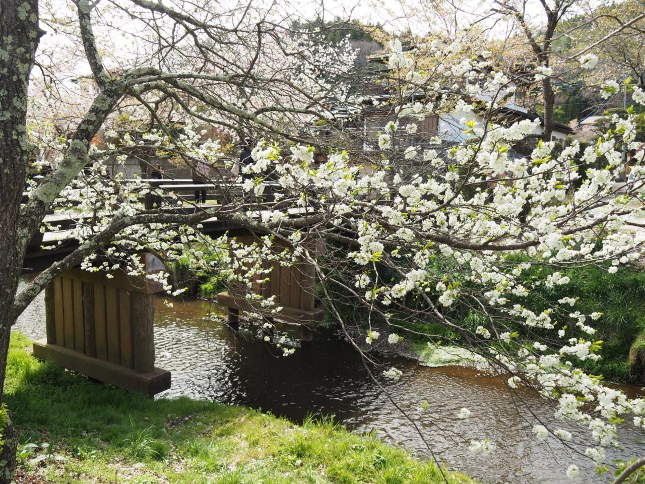 リポーターお花見おすすめスポット情報 桜開花 花見情報 ウェザーニュース