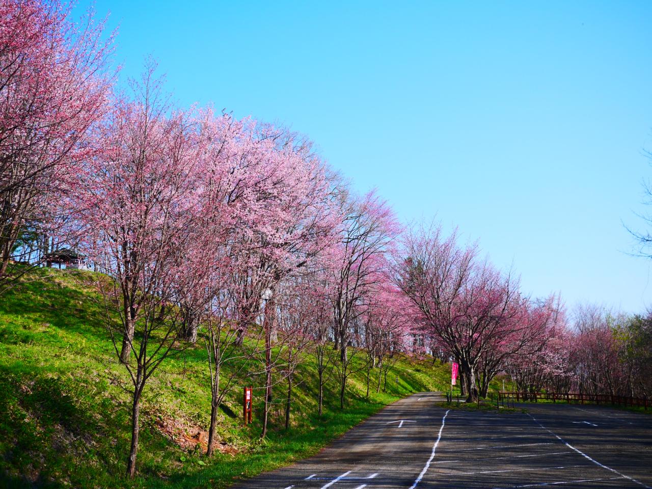 リポーターお花見おすすめスポット情報 桜開花 花見情報 ウェザーニュース