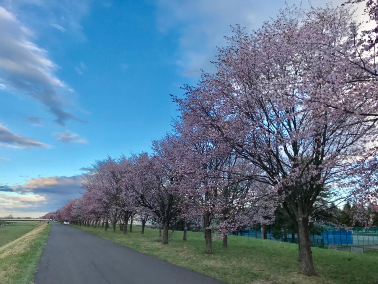 リポーターお花見おすすめスポット情報 桜開花 花見情報 ウェザーニュース