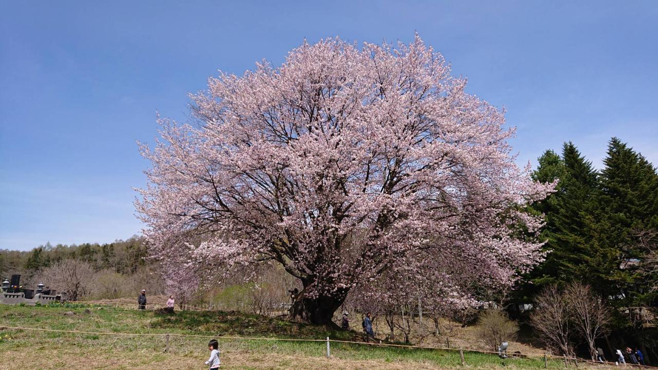 リポーターお花見おすすめスポット情報 桜開花 花見情報 ウェザーニュース