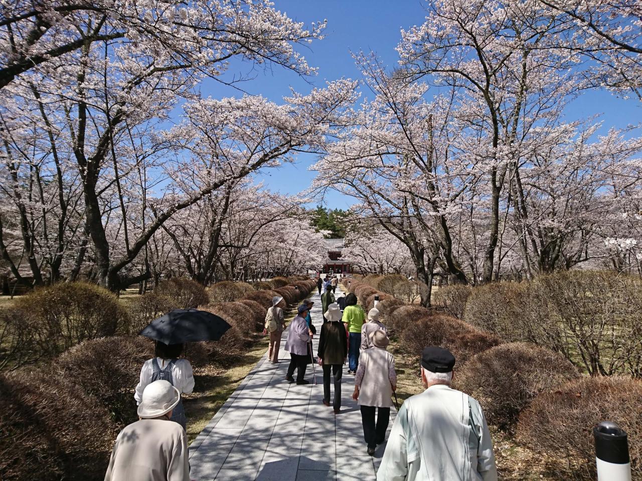 リポーターお花見おすすめスポット情報 桜開花 花見情報 ウェザーニュース