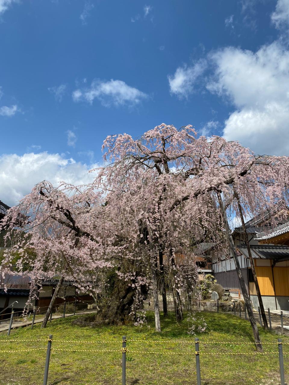 リポーターお花見おすすめスポット情報 桜開花 花見情報 ウェザーニュース