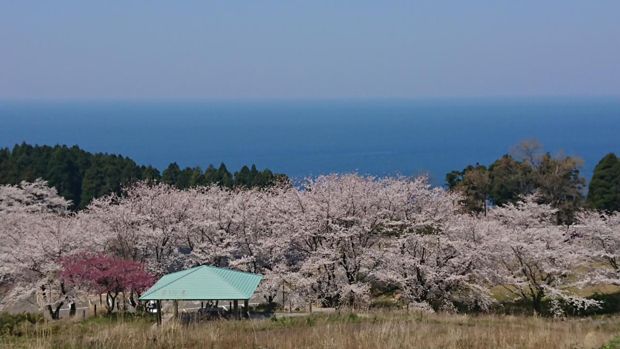 リポーターお花見おすすめスポット情報 桜開花 花見情報 ウェザーニュース