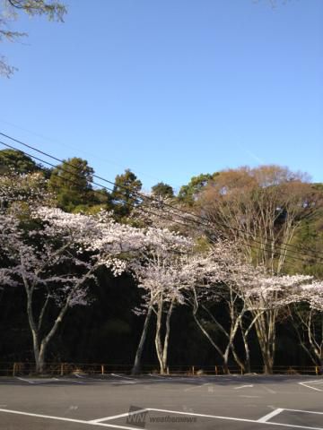 静岡市立日本平動物園の桜 名所情報 静岡市駿河区 桜開花 名所情報 ウェザーニュース