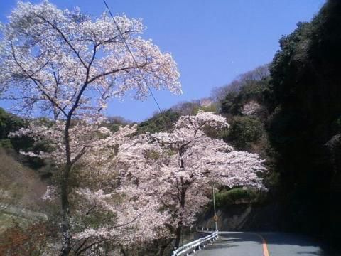 五月山緑地の桜 名所情報 大阪府池田市 桜開花 名所情報 ウェザーニュース