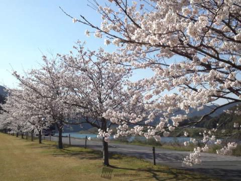 四万十川桜づつみ公園の花見 桜情報 22年 ウェザーニュース