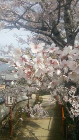 臼杵城跡 臼杵公園 の桜 名所情報21 大分県臼杵市 桜開花 名所情報 ウェザーニュース