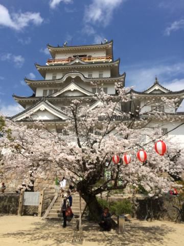 福山城公園の花見 桜情報 22年 ウェザーニュース