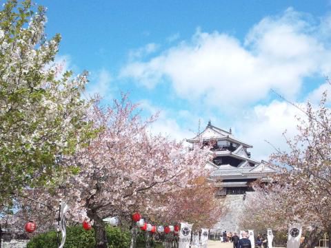 松山城山公園の桜 名所情報 愛媛県松山市 桜開花 名所情報 ウェザーニュース