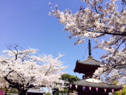 喜多院 川越大師 の桜 名所情報21 埼玉県川越市 桜開花 名所情報 ウェザーニュース