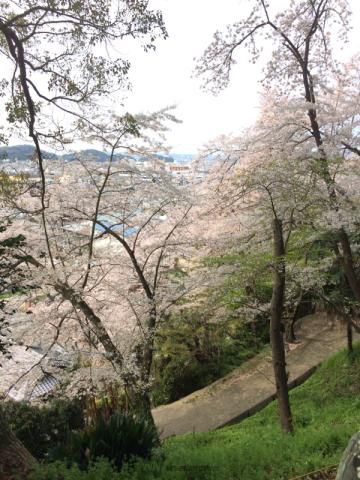 紀三井寺の桜 名所情報21 和歌山県和歌山市 桜開花 名所情報 ウェザーニュース