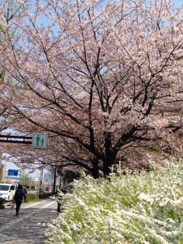 東山動植物園の桜 名所情報21 名古屋市千種区 桜開花 名所情報 ウェザーニュース