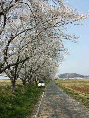 那賀川沿いの桜 名所情報21 静岡県賀茂郡松崎町 桜開花 名所情報 ウェザーニュース