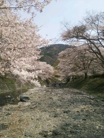 和らぎの道 さくら公園 名所情報21 京都府亀岡市 桜開花 名所情報 ウェザーニュース