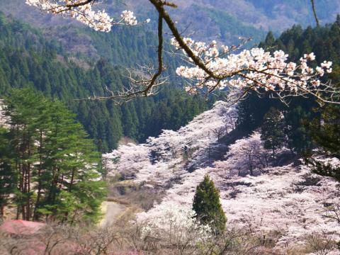 妙義山さくらの里の花見 桜情報 22年 ウェザーニュース