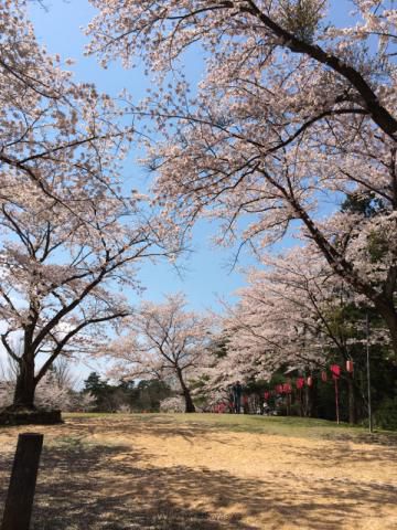 赤坂山公園の桜 名所情報21 新潟県柏崎市 桜開花 名所情報 ウェザーニュース