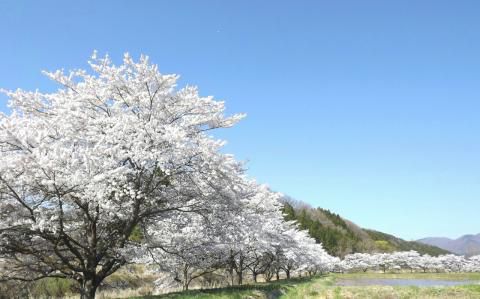 釈迦堂川ふれあいロードの桜 名所情報21 福島県須賀川市 桜開花 名所情報 ウェザーニュース