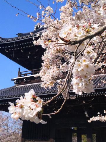 根來寺の桜 名所情報21 和歌山県岩出市 桜開花 名所情報 ウェザーニュース