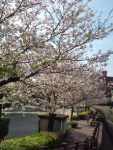 甲突川河畔の桜 名所情報21 鹿児島県鹿児島市 桜開花 名所情報 ウェザーニュース