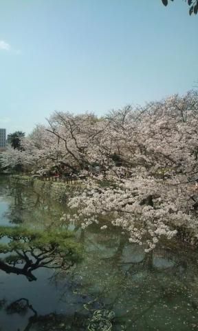 道後公園 湯築城跡 の花見 桜情報 22年 ウェザーニュース