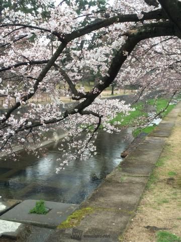 夙川河川敷緑地の桜 名所情報21 兵庫県西宮市 桜開花 名所情報 ウェザーニュース