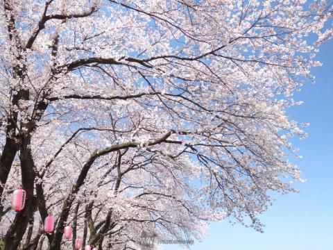 相模川桜土手 厚木野球場周辺 名所情報 神奈川県厚木市 桜開花 名所情報 ウェザーニュース