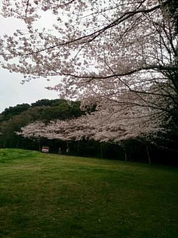 響灘緑地 グリーンパーク の花見 桜情報 22年 ウェザーニュース