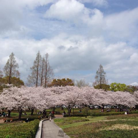 出光カルチャーパークの桜 名所情報21 北海道苫小牧市 桜開花 名所情報 ウェザーニュース