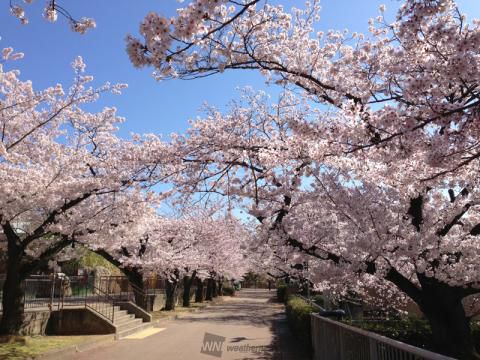 神戸市立王子動物園の花見 桜情報 22年 ウェザーニュース
