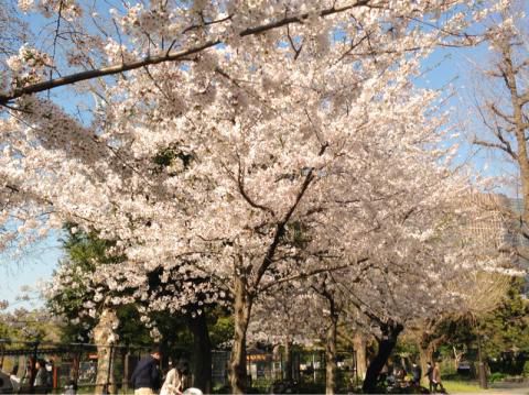 日比谷公園の桜 名所情報21 東京都千代田区 桜開花 名所情報 ウェザーニュース