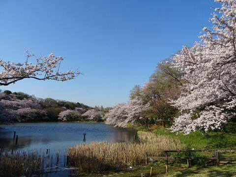 神奈川県立三ツ池公園の桜 名所情報21 横浜市鶴見区 桜開花 名所情報 ウェザーニュース