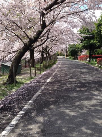 愛知の花見 桜名所 22年 ウェザーニュース