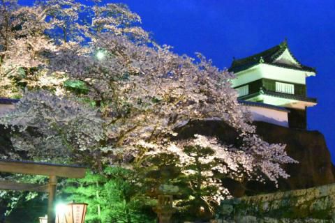 大分城址公園の花見 桜情報 22年 ウェザーニュース