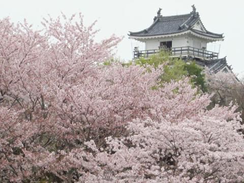 浜松城公園