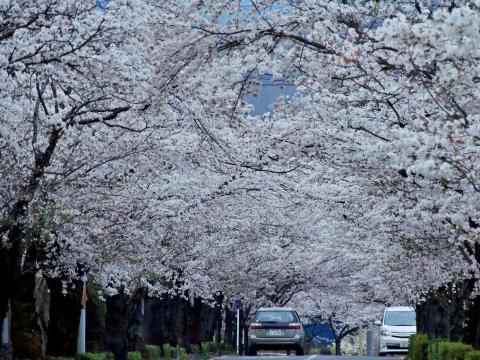 長瀞の桜 名所情報21 埼玉県秩父郡長瀞町 桜開花 名所情報 ウェザーニュース