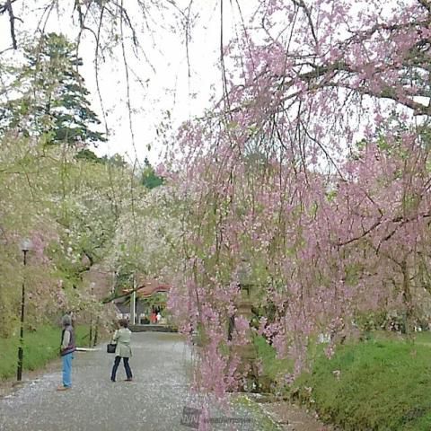 徳佐八幡宮の桜 名所情報 21 山口県山口市 桜開花 名所情報 ウェザーニュース