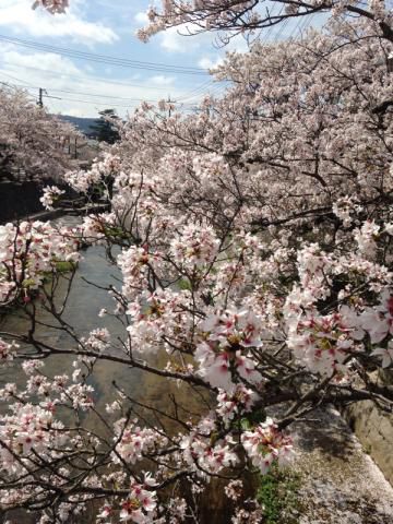 玉湯川桜通り 玉湯川姫桜 名所情報21 島根県松江市 桜開花 名所情報 ウェザーニュース